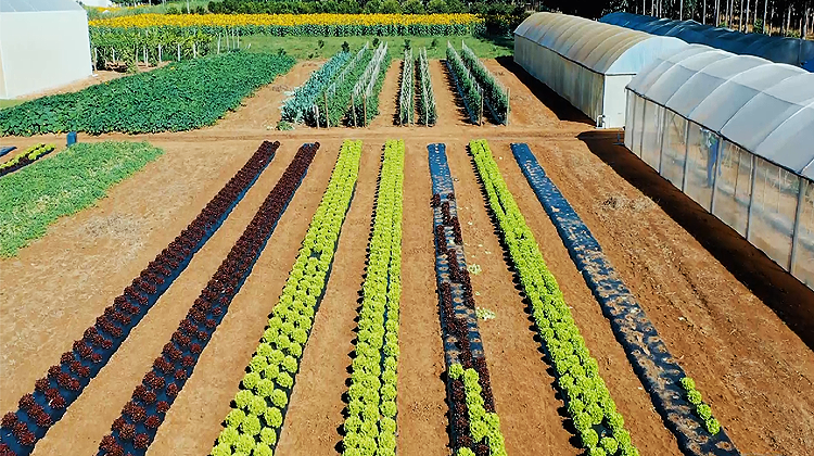 Durante o evento, serão mostradas formas de produção por meio do cultivo protegido e materiais genéticos de hortaliças diferentes e hidropônicas | Foto: Divulgação/Emater-DF