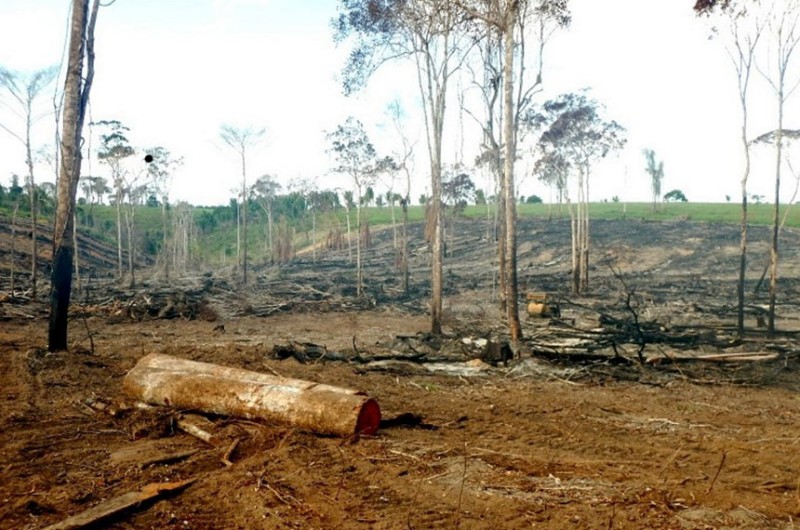 Projeto de lei da senadora Nilda Gondim agrava as penas dos crimes contra a flora - Reprodução Funverde