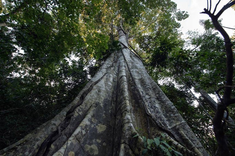O texto é voltado principalmente para áreas da Amazônia Legal - Mário Vilela/Funai