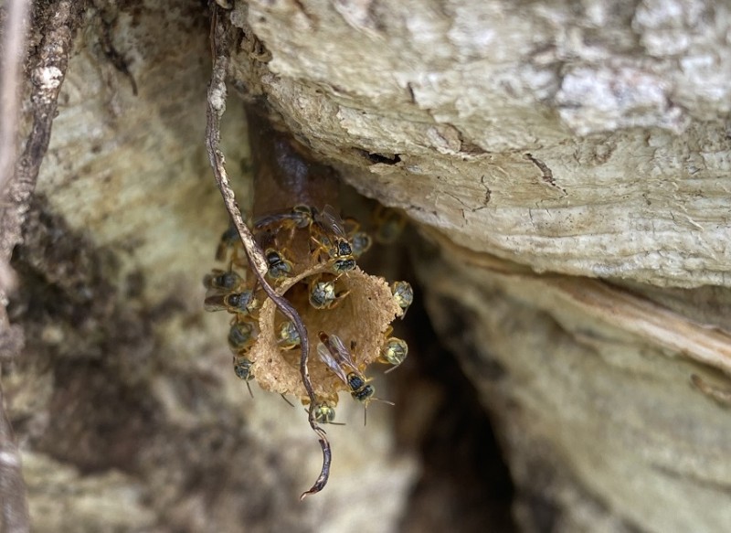 Uma alternativa à abelha melífera são as abelhas nativas sem ferrão, como os meliponíneos. Essas abelhas são mais eficientes polinizadoras do que a exótica Apis mellifera (que tem ferrão) para grande parte das plantas cultivadas.
