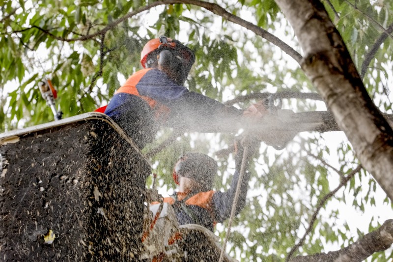Chico Neto