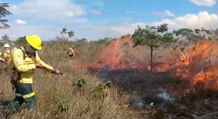 A ação envolveu 15 brigadistas | Foto: Ascom/Brasília Ambiental