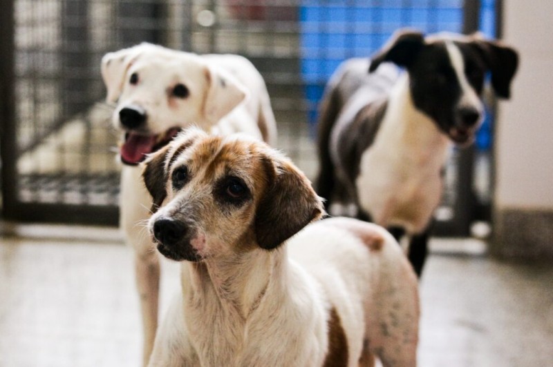 Com relação às raças dos pets, dos 549 animais avaliados, 76% eram sem raça definida, popularmente conhecido como vira-lata | Foto: Bruno Esaki/Agência Saúde