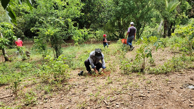 Foto: Divulgação/Emater-DF