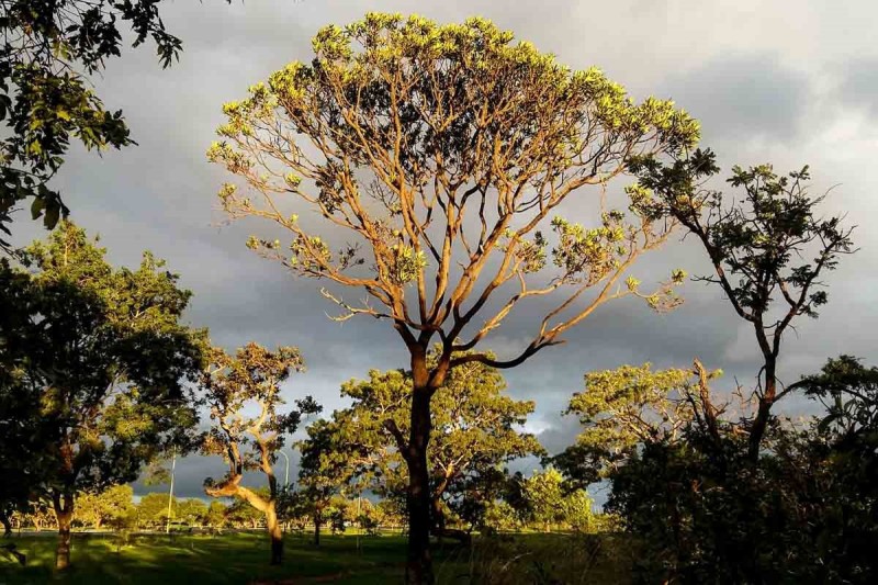 | Foto: Brasília Ambiental