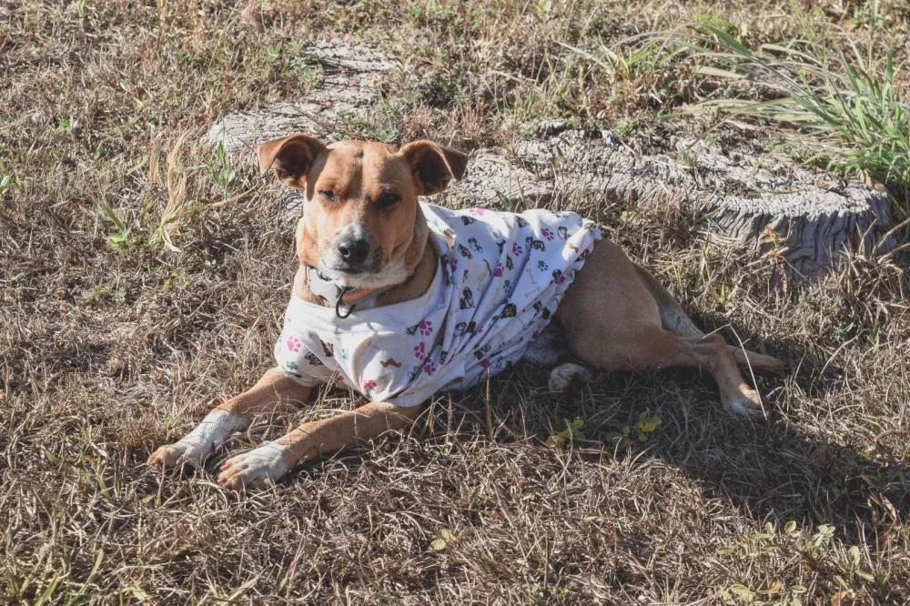O Anjo de Quatro Patas do CAPS