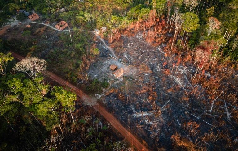 Fundo destinará doações para o combate ao desmatamento na Amazônia Legal - (Foto: Cícero Pedrosa Neto/Amazônia Real)