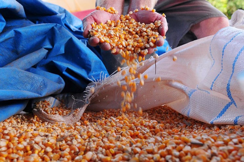 Lei promulgada nesta sexta-feira (25) possibilita a compra de milho ao agricultor que não tenha a declaração de aptidão do Pronaf ativa ou que se enquadre nos crite?rios da renda bruta anual do programa - Pedro Ventura/Agência Brasília